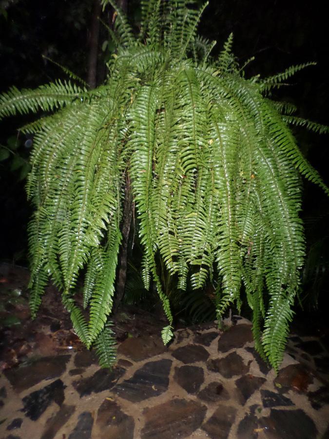 Las Mananitas De La Sierra El Zaino Luaran gambar