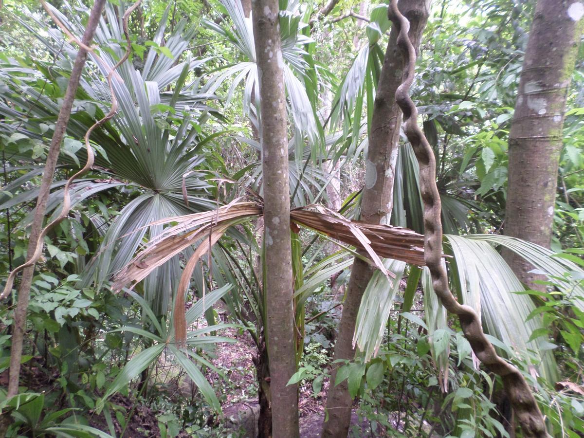 Las Mananitas De La Sierra El Zaino Luaran gambar